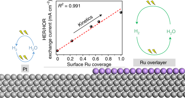 The role of ruthenium in improving the kinetics of hydrogen oxidation and evolution reactions of platinum