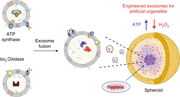 Programmed exosome fusion for energy generation in living cells