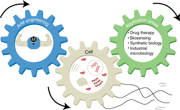 Engineering and emerging applications of artificial metalloenzymes with whole cells