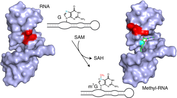 The identification and characterization of a selected SAM-dependent methyltransferase ribozyme that is present in natural sequences