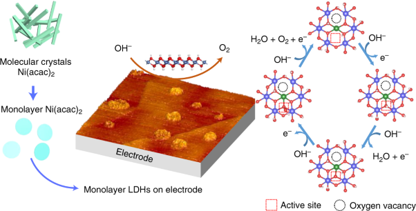 Valence oscillation and dynamic active sites in monolayer NiCo hydroxides for water oxidation