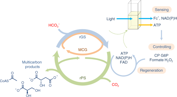 A cell-free self-replenishing CO<sub>2</sub>-fixing system