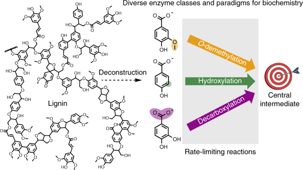 Critical enzyme reactions in aromatic catabolism for microbial lignin conversion