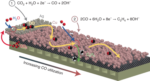Highly selective and productive reduction of carbon dioxide to multicarbon products via in situ CO management using segmented tandem electrodes