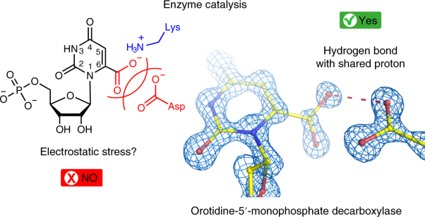 Ground-state destabilization by electrostatic repulsion is not a driving force in orotidine-5′-monophosphate decarboxylase catalysis