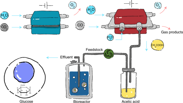 Upcycling CO<sub>2</sub> into energy-rich long-chain compounds via electrochemical and metabolic engineering