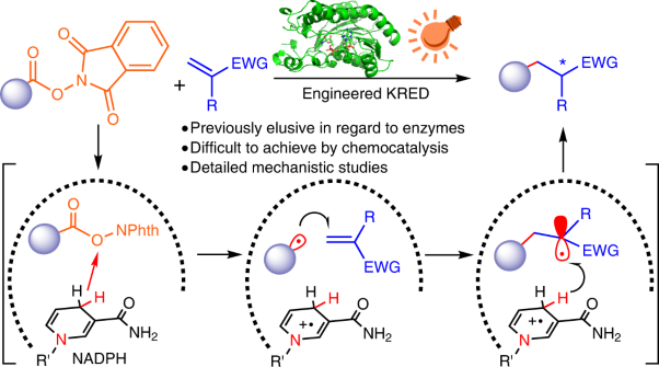 Photoinduced chemomimetic biocatalysis for enantioselective intermolecular radical conjugate addition