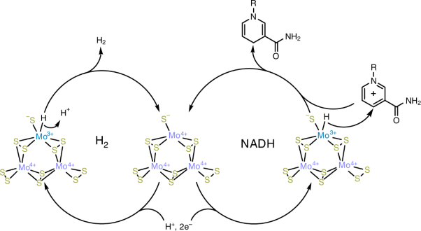 Mo<sup>3+</sup> hydride as the common origin of H<sub>2</sub> evolution and selective NADH regeneration in molybdenum sulfide electrocatalysts