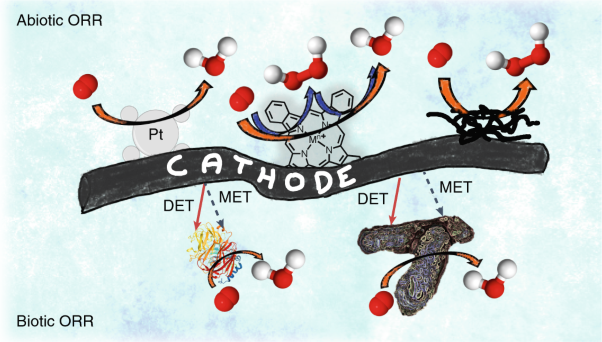 Oxygen reduction reaction electrocatalysis in neutral media for bioelectrochemical systems