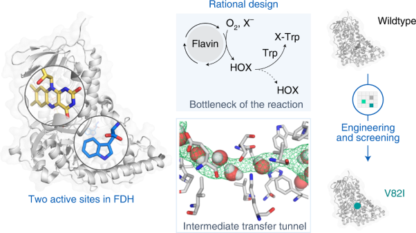 Mechanism-guided tunnel engineering to increase the efficiency of a flavin-dependent halogenase