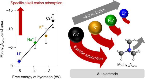 Correlating hydration free energy and specific adsorption of alkali metal cations during CO<sub>2</sub> electroreduction on Au