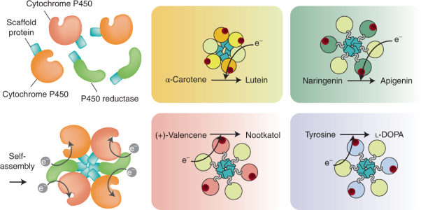 Metabolic engineering of <i>Escherichia coli</i> with electron channelling for the production of natural products