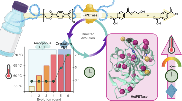 Directed evolution of an efficient and thermostable PET depolymerase