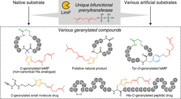 LimF is a versatile prenyltransferase for histidine-<i>C</i>-geranylation on diverse non-natural substrates