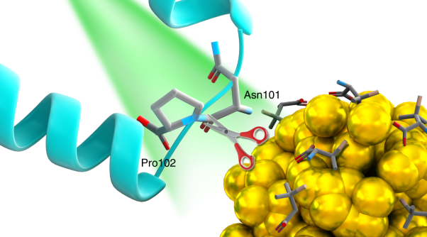 Site-selective proteolytic cleavage of plant viruses by photoactive chiral nanoparticles