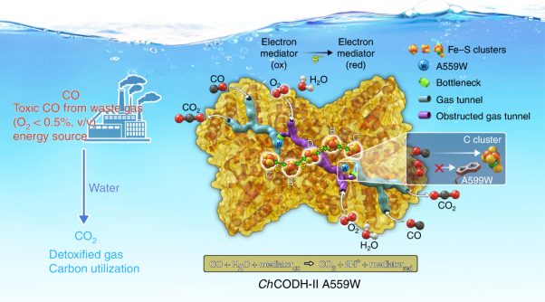 O<sub>2</sub>-tolerant CO dehydrogenase via tunnel redesign for the removal of CO from industrial flue gas