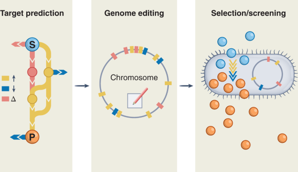 Towards next-generation cell factories by rational genome-scale engineering