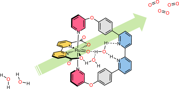 Enzyme-like water preorganization in a synthetic molecular cleft for homogeneous water oxidation catalysis