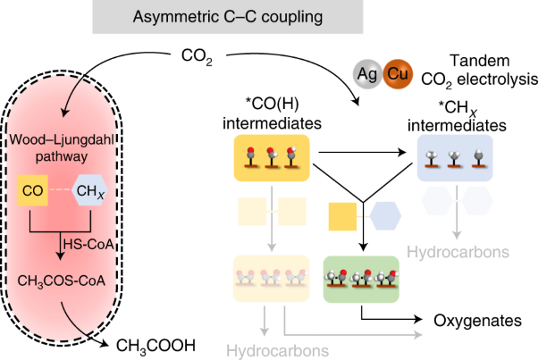 Exploration of the bio-analogous asymmetric C–C coupling mechanism in tandem CO<sub>2</sub> electroreduction