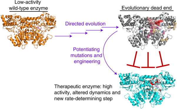 Bypassing evolutionary dead ends and switching the rate-limiting step of a human immunotherapeutic enzyme