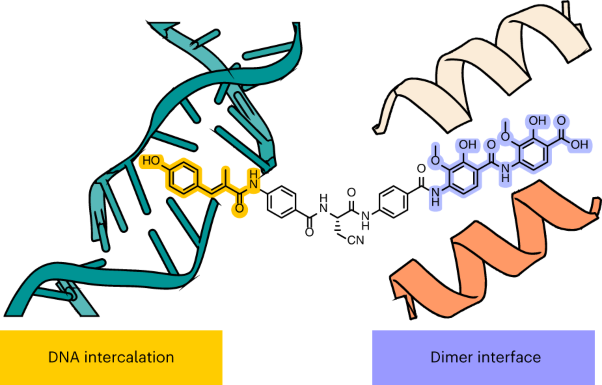 Molecular mechanism of topoisomerase poisoning by the peptide antibiotic albicidin