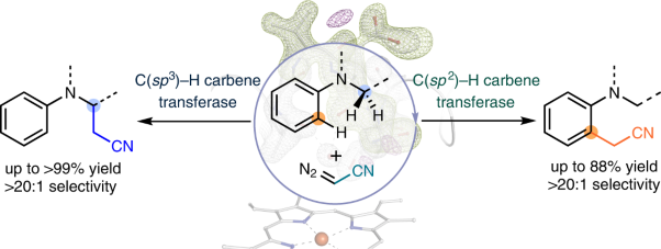 Chemodivergent C(<i>sp</i><sup>3</sup>)–H and C(<i>sp</i><sup>2</sup>)–H cyanomethylation using engineered carbene transferases