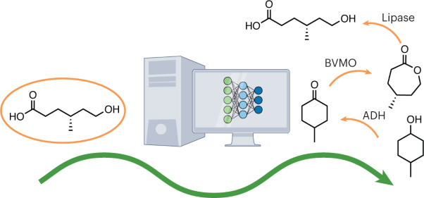 Machine learning-enabled retrobiosynthesis of molecules