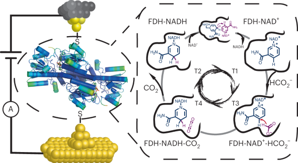 Catalytic cycle of formate dehydrogenase captured by single-molecule conductance
