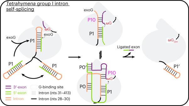 Cryo-EM reveals dynamics of <i>Tetrahymena</i> group I intron self-splicing