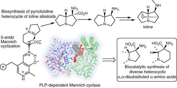 A pyridoxal 5′-phosphate-dependent Mannich cyclase