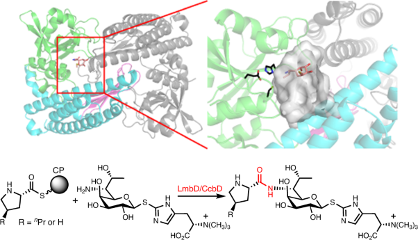Molecular basis for carrier protein-dependent amide bond formation in the biosynthesis of lincosamide antibiotics