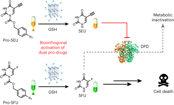 Hydrogen-bonded organic framework-based bioorthogonal catalysis prevents drug metabolic inactivation
