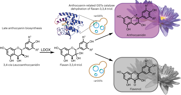The catalytic role of glutathione transferases in heterologous anthocyanin biosynthesis