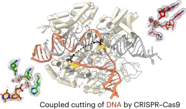 Coupled catalytic states and the role of metal coordination in Cas9