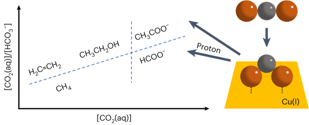 Electrochemical acetate production from high-pressure gaseous and liquid CO<sub>2</sub>