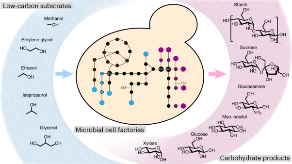 Metabolic engineering of yeast for the production of carbohydrate-derived foods and chemicals from C<sub>1–3</sub> molecules