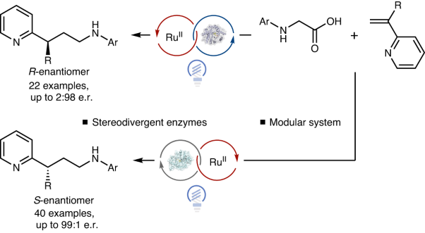 Enantioselective decarboxylative alkylation using synergistic photoenzymatic catalysis