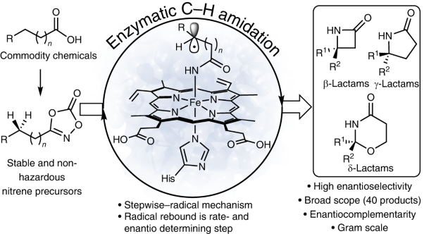 Stereoselective construction of β-, γ- and δ-lactam rings via enzymatic C–H amidation