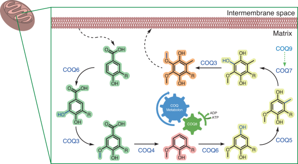 In vitro construction of the COQ metabolon unveils the molecular determinants of coenzyme Q biosynthesis