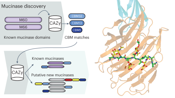 A family of di-glutamate mucin-degrading enzymes that bridges glycan hydrolases and peptidases