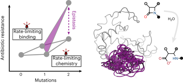 Epistasis arises from shifting the rate-limiting step during enzyme evolution of a β-lactamase