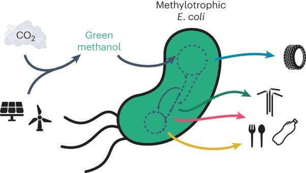 A synthetic methylotrophic <i>Escherichia coli</i> as a chassis for bioproduction from methanol
