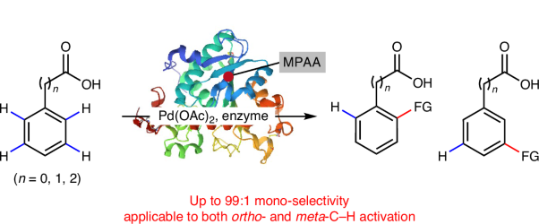 Achieving mono-selective palladium(II)-catalysed C–H activation of arenes with protein ligands