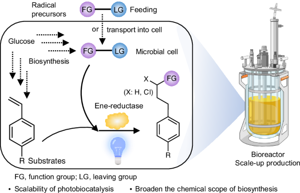Harnessing photoenzymatic reactions for unnatural biosynthesis in microorganisms