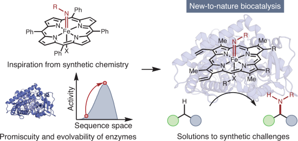 Combining chemistry and protein engineering for new-to-nature biocatalysis