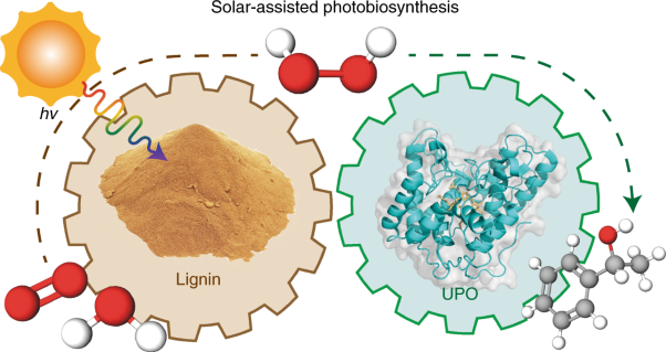 Lignin as a multifunctional photocatalyst for solar-powered biocatalytic oxyfunctionalization of C–H bonds