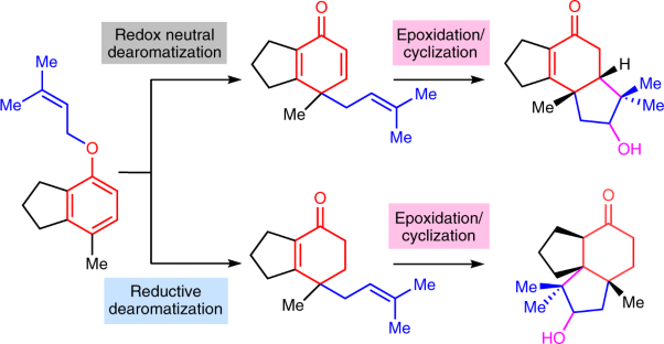 The synthesis of diverse terpene architectures from phenols