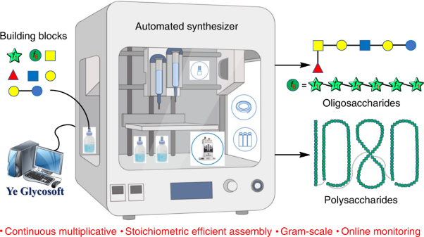 Automated solution-phase multiplicative synthesis of complex glycans up to a 1,080-mer