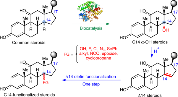 Chemoenzymatic synthesis of C14-functionalized steroids