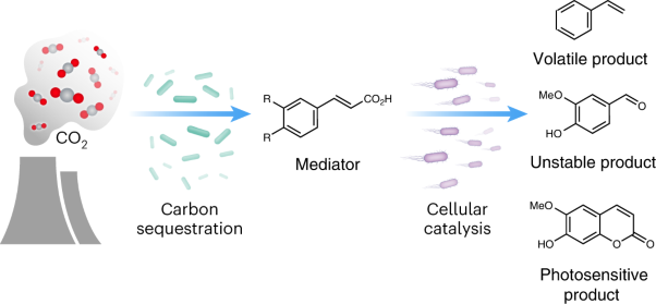 Light-driven biosynthesis of volatile, unstable and photosensitive chemicals from CO<sub>2</sub>